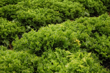 Naklejka premium Lettuce plantation