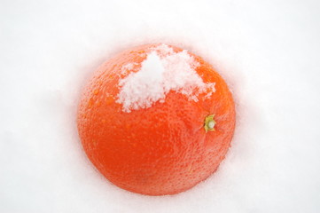 Pomarańcza na śniegu - obrazy, fototapety, plakaty