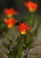 Obraz na płótnie Canvas Yellow - Red tulips