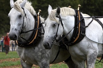 Percheron-Gespann