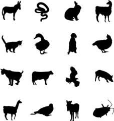 Animals