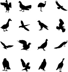 Set Birds