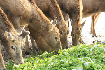 Fototapeta premium Davidshirsch Fütterung