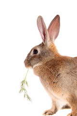 rabbit with meal
