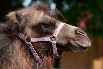 camels  head
