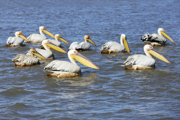 pélicans en groupe