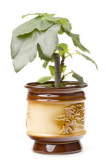 fig three ficus carica