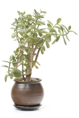 Fototapeta premium money tree