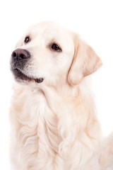 Golden Retriever Portrait