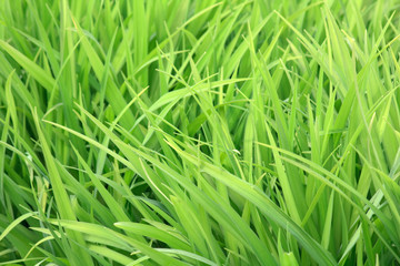 green grass