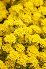 Yellow flowers.