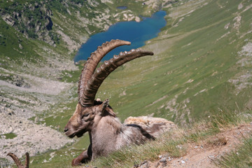 Bouquetin devant un lac