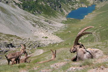 Troupeau de bouquetins