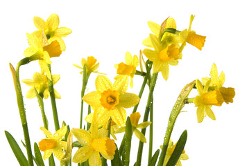 daffodils isolated