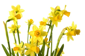 Crédence de cuisine en verre imprimé Narcisse daffodils isolated
