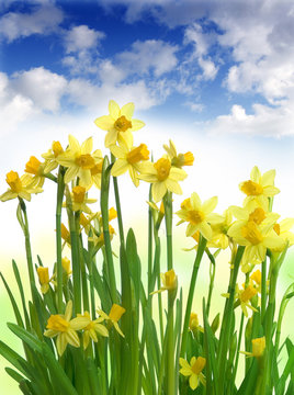 daffodils and blue sky