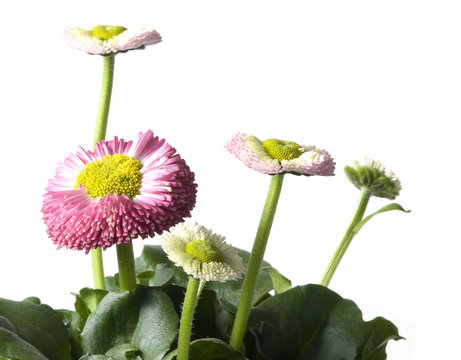english daisy - gowan isolated