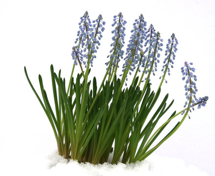 Winterblume