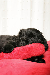 black little puppy