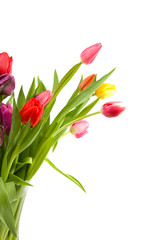 Colorful Dutch tulips over white background