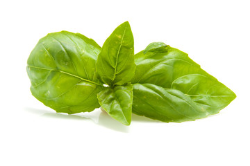 Fresh leaf of basil over white background