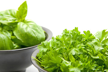 Basil and aprsley in closeup over white background