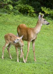 whitetail deer mother and child on a grassy area with forest behind and the fawn still has spots
