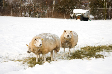 Fototapeta premium Sheeps in the snow