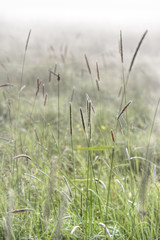 Grass in mist