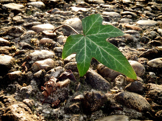 single ivy leaf on gravel background