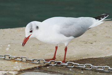 gabbiano