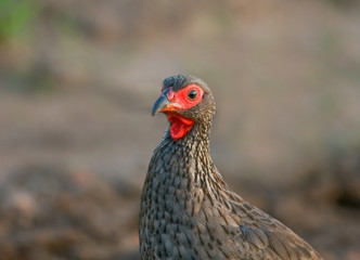 Early morning Swainson's Francolin