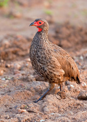 Swainson's Francolin