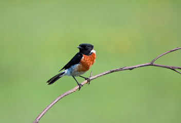 Stone Chat sitting