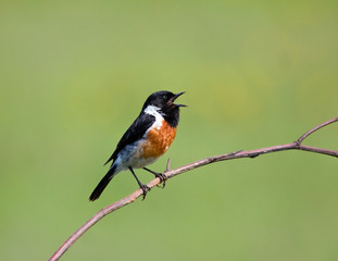 Stone Chat sitting