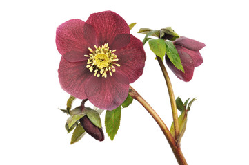 Helleborus  &lsquo;Red Lady&rsquo; isolated on white