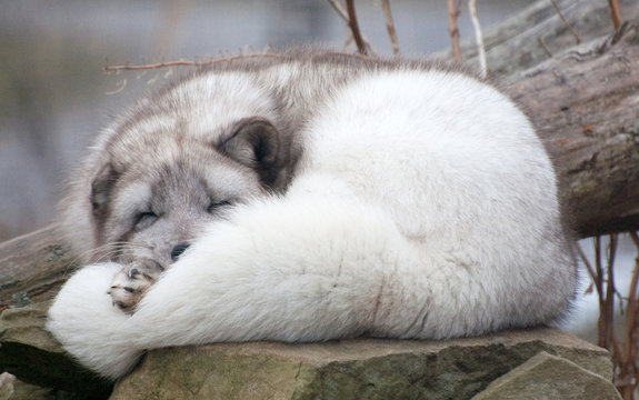 asleep arctic fox on rock