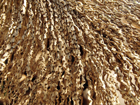 texture of dry stems of  palm tree flowers