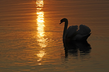 Schwan bei Sonnenuntergang