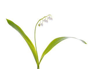 lily of the valley