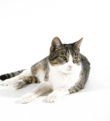 Fototapeta premium cat