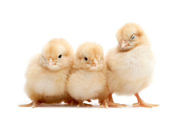 three cute chicks isolated on white
