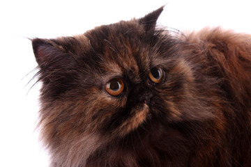 Brown persian cat white background