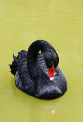 Fototapeta premium Black swan
