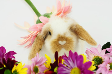 Hase © Natallia Vintsik