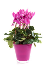 Pink Cyclamen