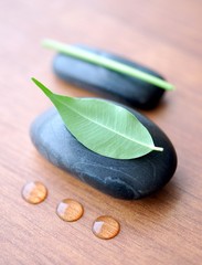 Wassertropfen, Blatt