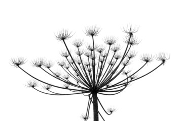 Hogweed in winter time