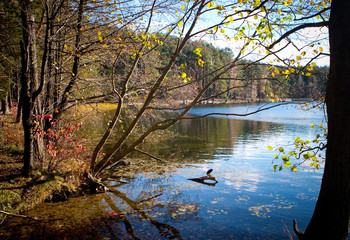 Obraz premium Lake in the autumn