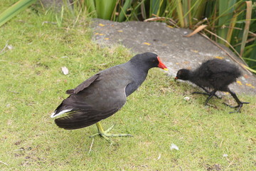 Moorhen (Gallinula chloropus)